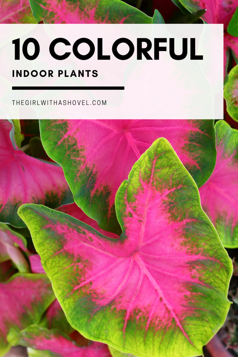 10 Colorful Indoor Plants For Your Home The Girl With A Shovel