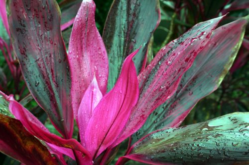 Colorful Indoor Plants 7: Ti Plant – Cordyline fruticosa