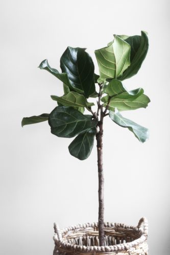 Modern Indoor Plants 2: Fiddle-leaf Fig – Ficus lyrata