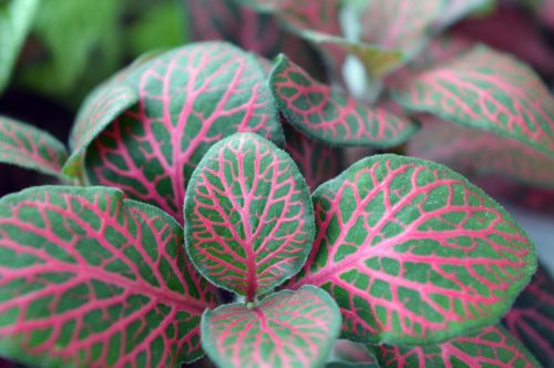 Colorful Indoor Plants 6: Nerve Plant – Fittonia spp.