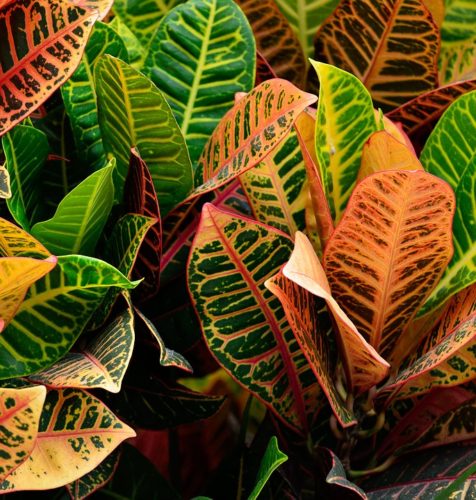 Colorful Indoor Plants 5: Croton – Codiaeum variegatum