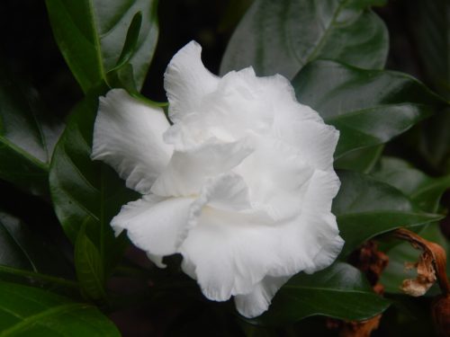Flowering Houseplants 2: Gardenia – Gardenia jasminoides