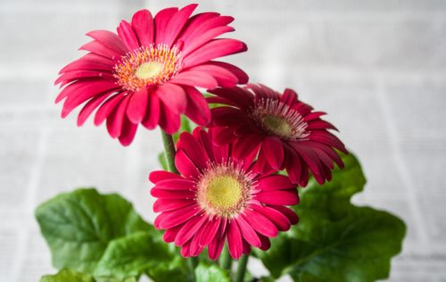 Flowering Houseplants 3: Gerbera Daisy – Gerbera jamesonii