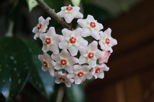 Flowering Houseplants 4: Wax Plant – Hoya carnosa