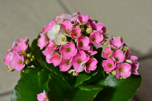 Flowering Houseplants 5: Kalanchoe – Kalanchoe blossfeldiana
