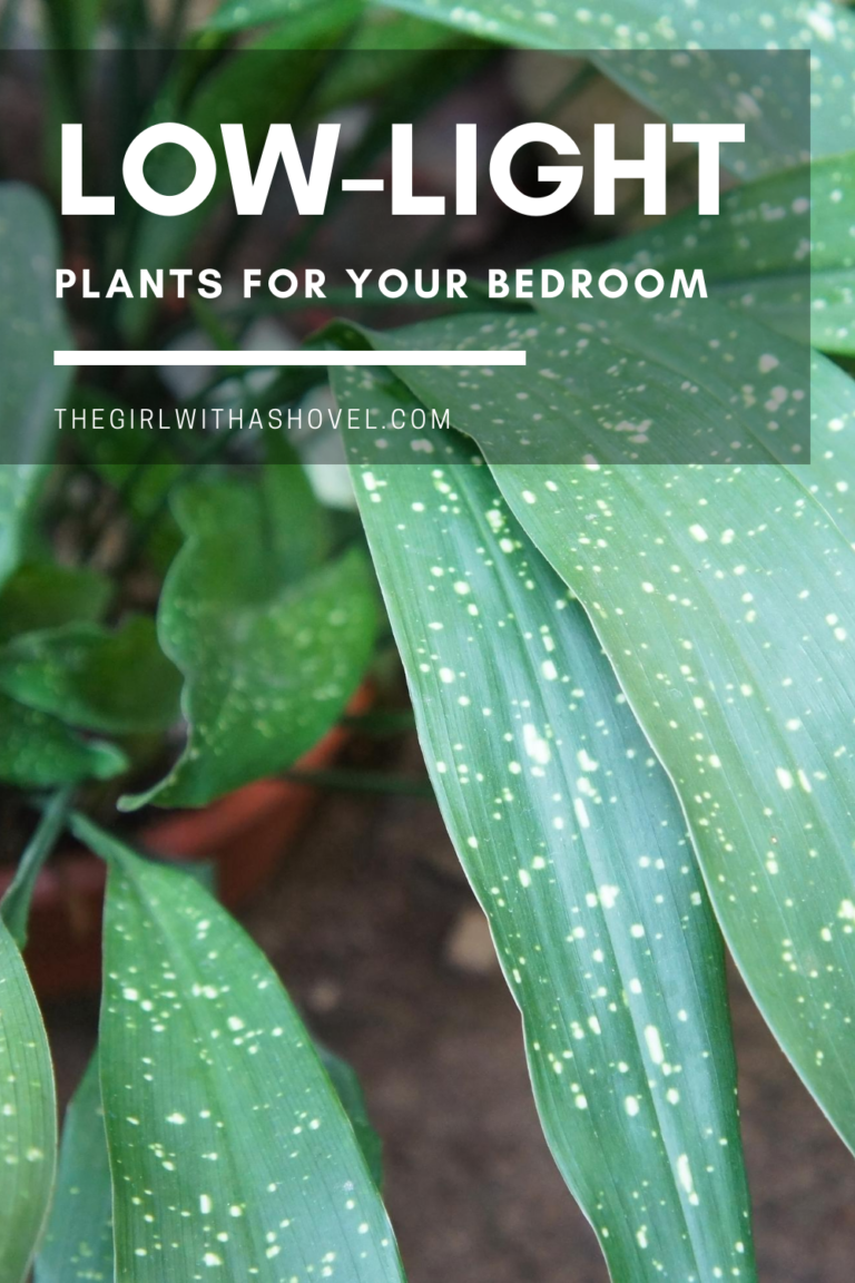 Low Light Plants for the Bedroom | The Girl with a Shovel