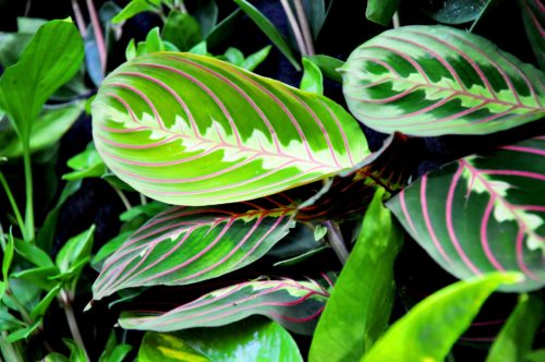 Best Hanging Plants 5: Prayer Plant – Maranta leuconeura