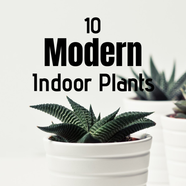 10 Low-Maintenance, Modern Indoor Plants - The Girl with a Shovel