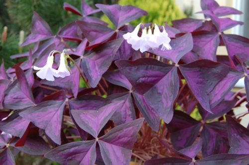Desk Plants for the Bedroom 2: Purple Shamrock – Oxalis triangularis