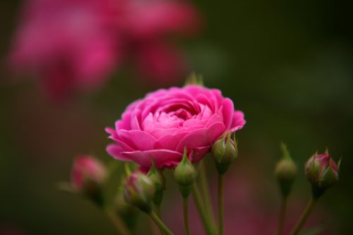 Flowering Houseplants 8: Miniature Hybrid Tea Roses – Rosaceae spp.