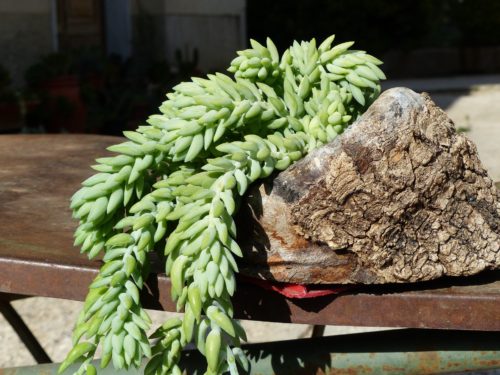 Best Hanging Plants 7: Donkey’s Tail – Sedum morganianum
