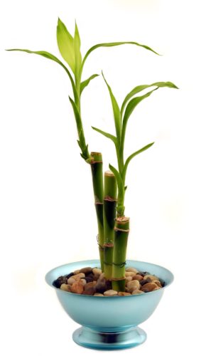 Modern Indoor Plants 5: Lucky Bamboo – Dracaena braunii