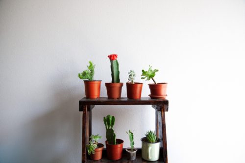 Plants for a Boho Bedroom 1: Cactus – Cactaceae spp.