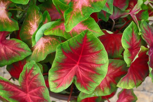 Colorful Indoor Plants 3: Angel wings – Caladium spp.