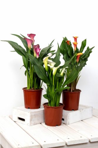 Modern Indoor Plants 8: Calla Lily – Zantedeschia aethiopica