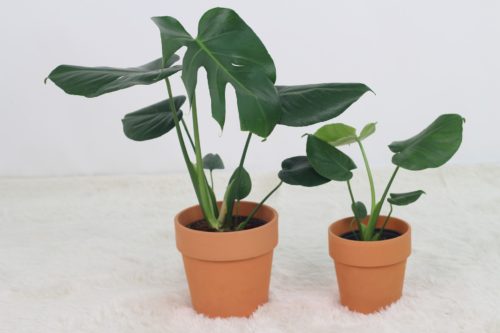 Plants for a Boho Bedroom 7: Split-leaf Philodendron – Monstera deliciosa