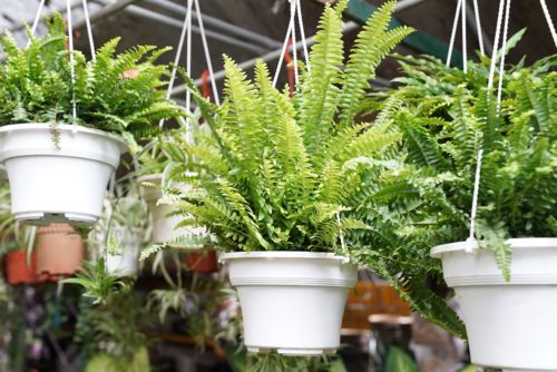 Best Hanging Plants 9: Boston Fern – Nephrolepis exaltata