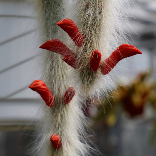 Hanging Succulents 9: Monkey’s Tail – Hildewintera colademononis