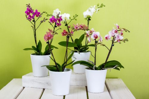 Flowering Houseplants 6: Orchids