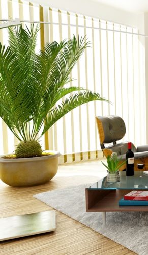 Modern Indoor Plants 9: Sago Palm – Cycas revoluta