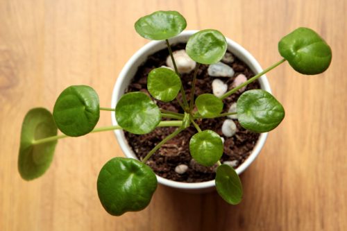 Plants for a Boho Bedroom 5: Chinese Money Plant – Pilea peperomioides