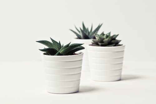Modern Indoor Plants 7: Haworthias