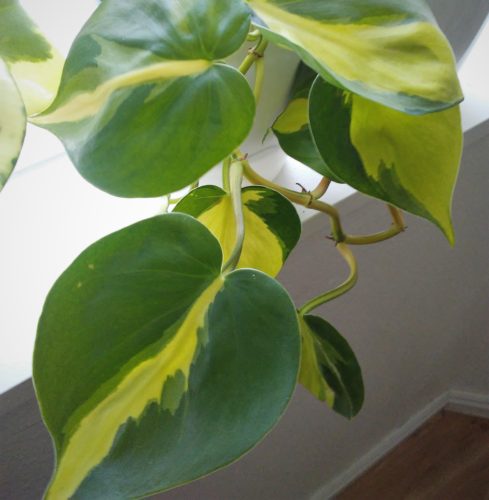 Low Light Plants for the Bedroom10: Heartleaf Philodendron – Philodendron cordatum