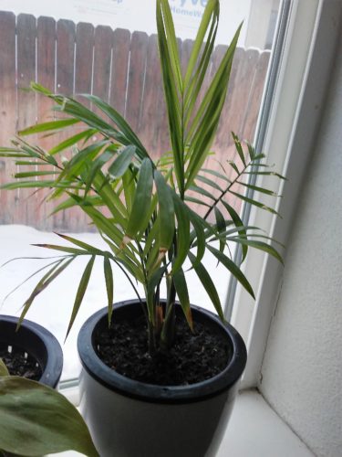 Parlor Palm for medium watering