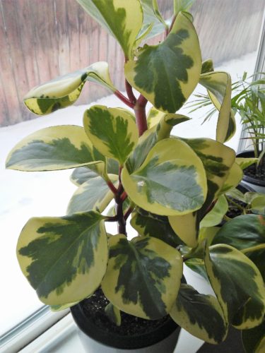 Peperomia for low watering