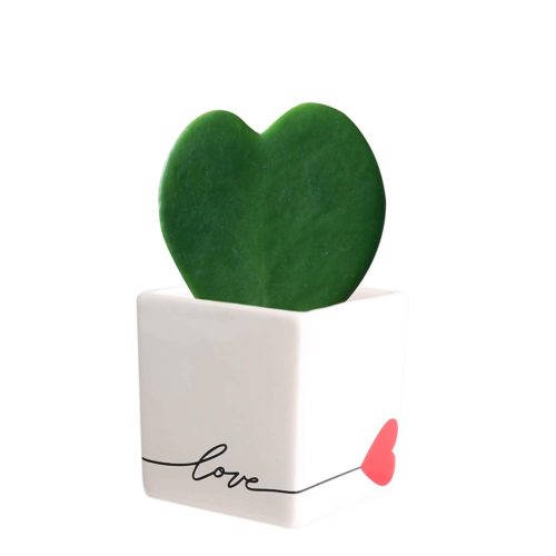 Hanging Succulents 10: Sweetheart Vine – Hoya kerrii