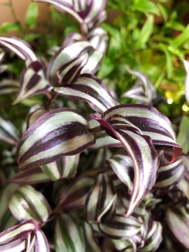 Colorful Indoor Plants 9 – Wandering Jew – Tradescantia pallida or Tradescantia zebrina