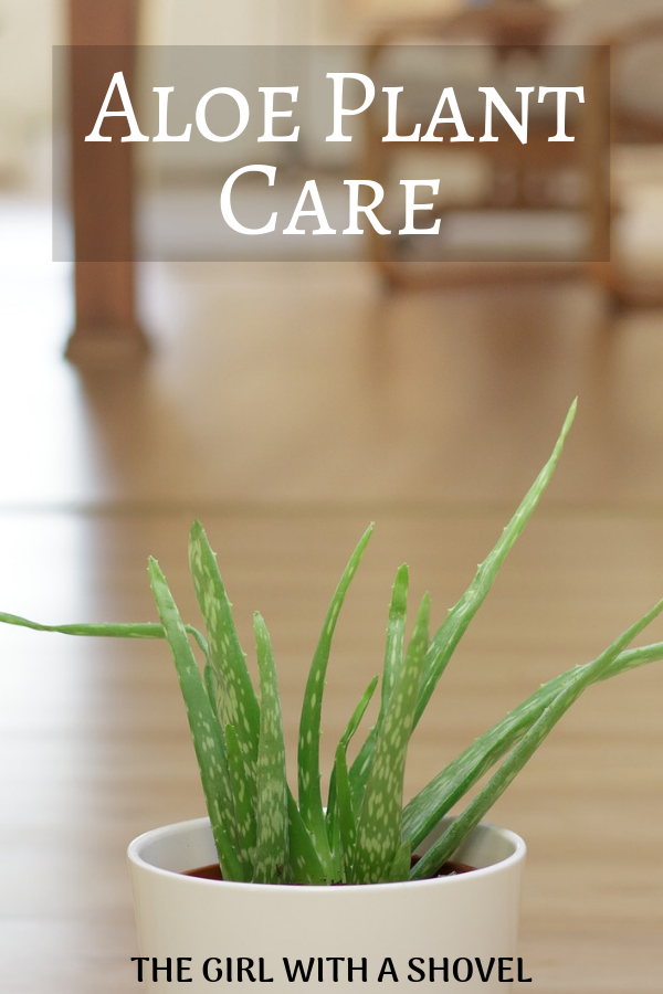 Aloe Plant Care | The Girl with a Shovel