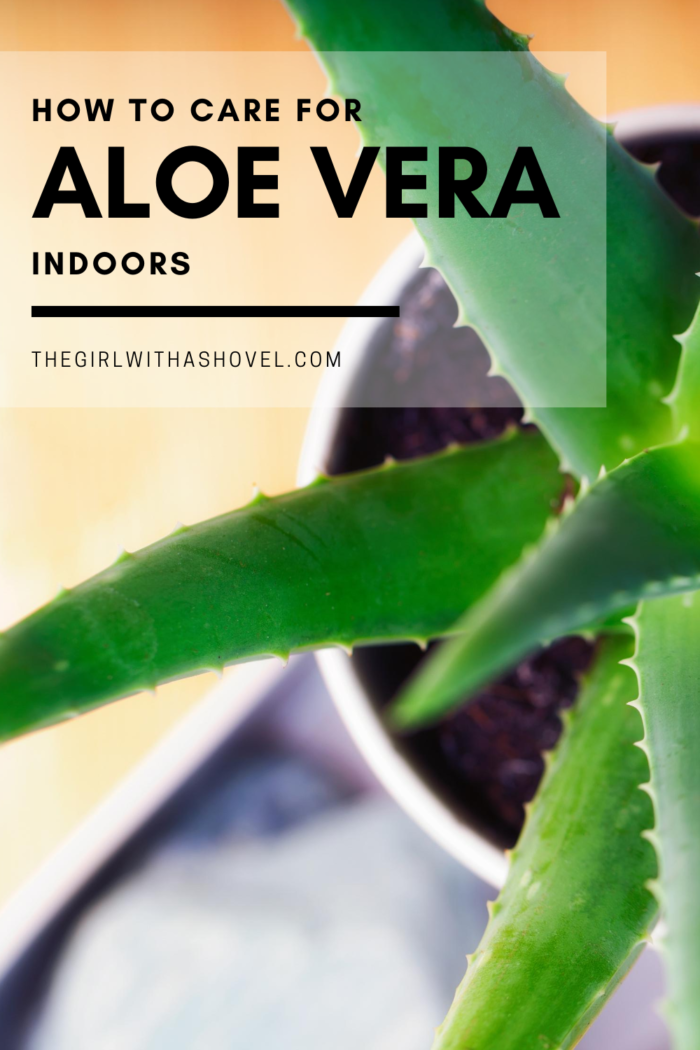 The 3 Keys to Aloe Plant Care | The Girl with a Shovel