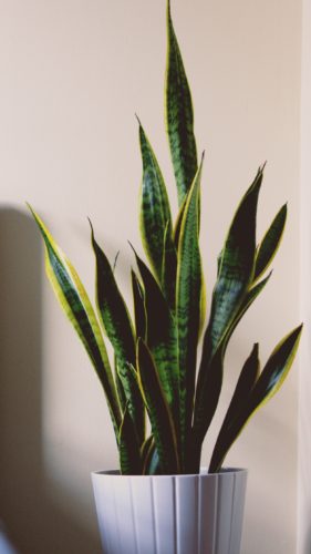 Snake Plant Care: Additional Tips