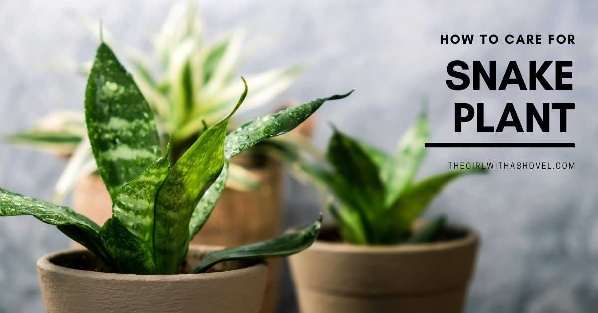 Snake Plant Care - The Girl with a Shovel