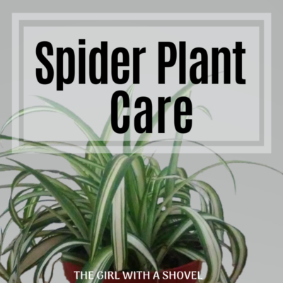 The 3 Keys to Spider Plant Care - The Girl with a Shovel