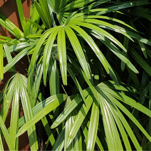 Palm Plant Care: Water Requirements