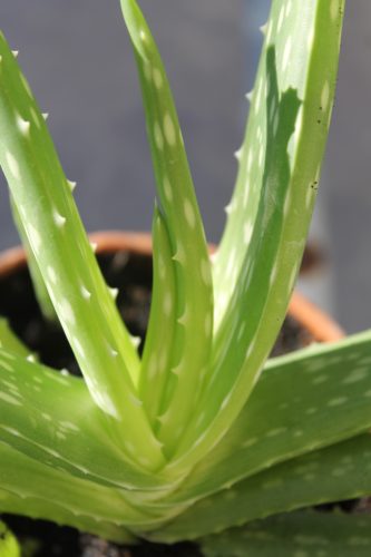 Aloe Plant Care: Water Requirements