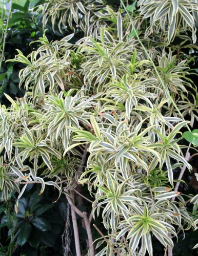 Best Hanging Plants 1: Spider Plant – Chlorophytum comosum