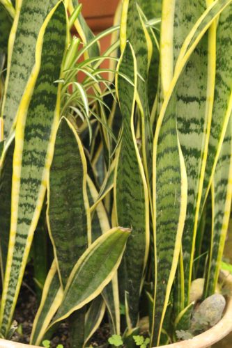 Snake Plant Care: Water Requirements
