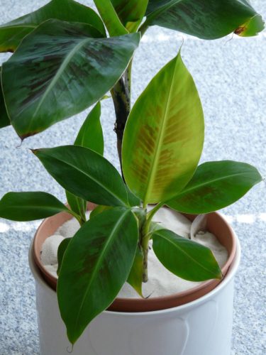 Unique Houseplants 1: Banana Tree – Musa spp.