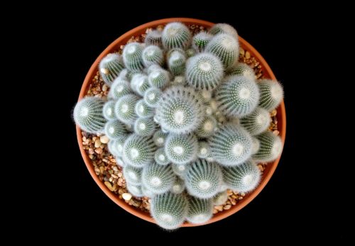 Desk Plants for the Bedroom 6: Cactus – Cactaceae