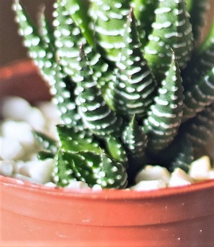 Haworthia Propagation through Division of Offsets