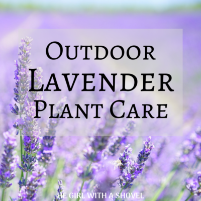 How to Care for Lavender | An Ultimate Growing Guide! - The Girl with a ...