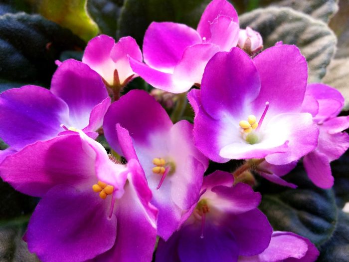 3 Keys to African Violet Plant Care - The Girl with a Shovel