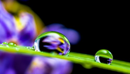 Outdoor Lavender Plant Care: Water Requirements