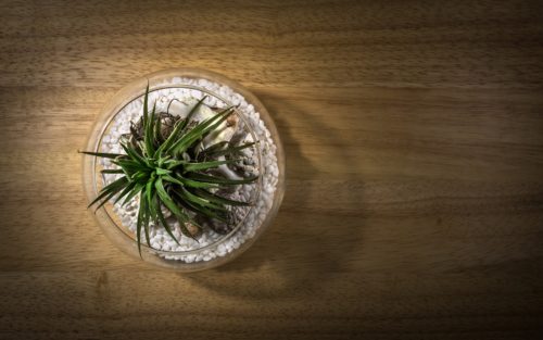 Air Plant Care: Water Requirements