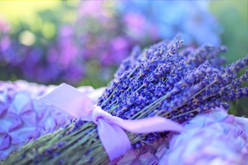 Outdoor Lavender Plant Care: Additional Tips