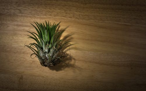 How to Water Air Plants Method 2: Removable Air Plant