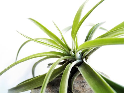 Air Plant Care: Light Requirements